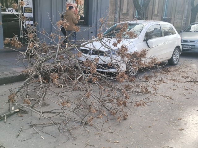 Cay� una rama sobre un auto en Alsina y General Paz